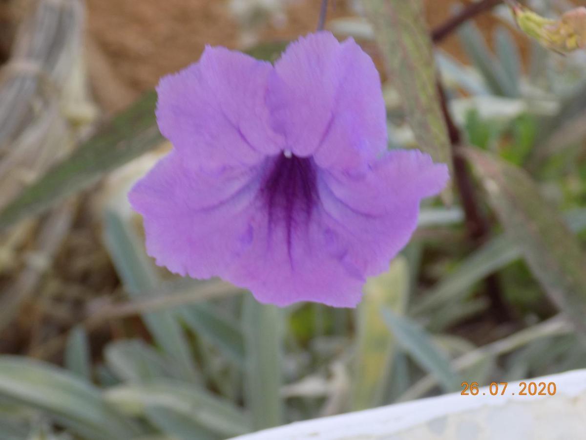 Dar Mamina Bed & Breakfast Sidi ash Shammakh Exterior photo